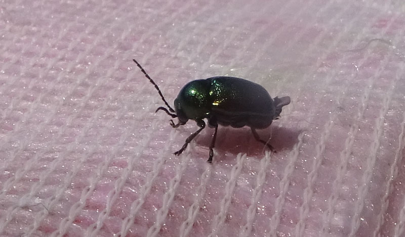 Chrysomelidae: Cryptocephalus hypochaeridis o C. transiens